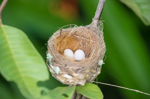 Hummingbird eggs. Costa Rica has an amazing count of species of birds, so it is an ideal place for birdwatching.