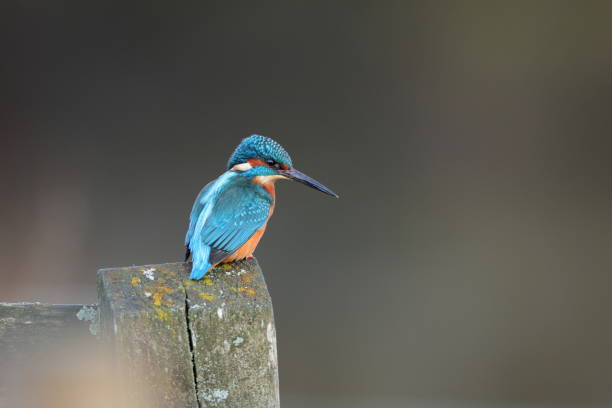istock The common kingfisher 1361607017