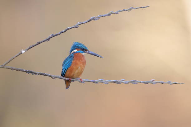 istock The common kingfisher 1361607072