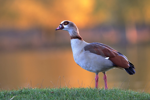 The Egyptian goose is a member of the duck, goose, and swan family Anatidae. It is native to Africa south of the Sahara and the Nile Valley.