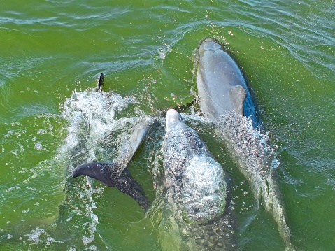 A pod of dolphins swim, or porpoise, along the bow wave at the front of a power boat. A common habit of this marine mammal, the dolphin likes to play along the wave front created by a boat. The pod of dolphins with 4 members swim in the green waters off Everglades City near the ten thousand island section off the Florida southwest coast.