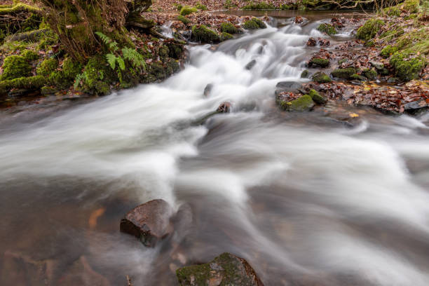 istock Horner woods in Somerset 1361608862