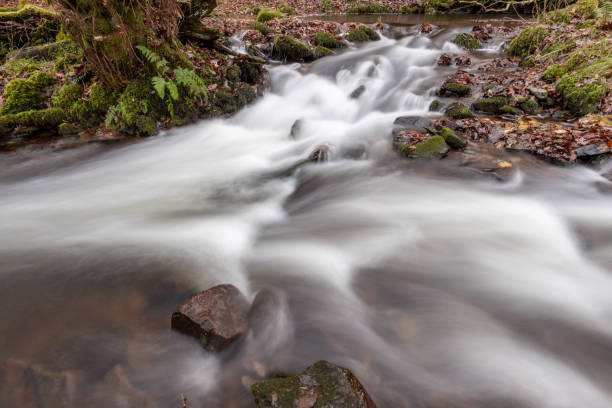istock Horner woods in Somerset 1361608885
