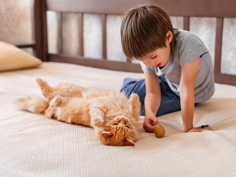 Smiling kid plays with cute ginger cat on couch. Friendship between boy and fluffy pet. Cozy home lit with sunlight.