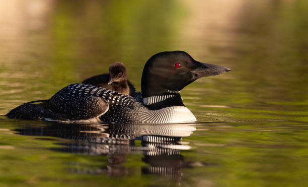istock Common Loon in Maine 1361609928
