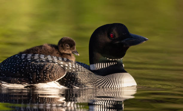 istock Common Loon in Maine 1361609953
