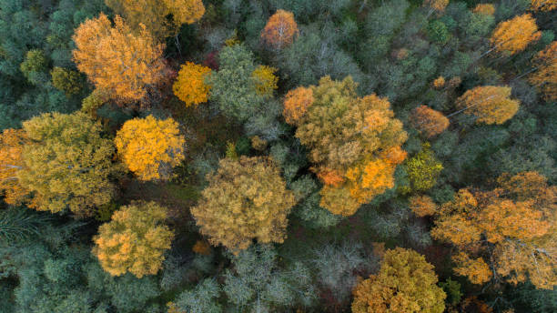 istock Autumn forest aerial drone view 1361610843