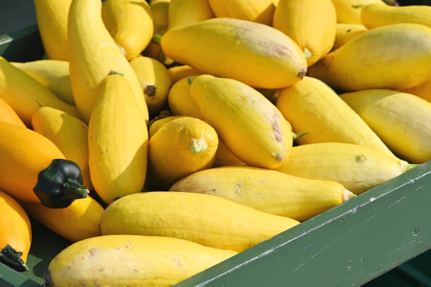 istock Crate of Yellow Squash 1361613379