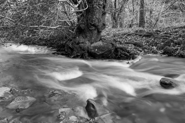 Long exposure of the Horner Water river flowing through Horner woods in Somerset