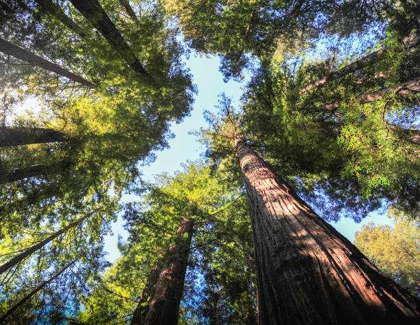 istock The Mighty Red Wood 1361616277