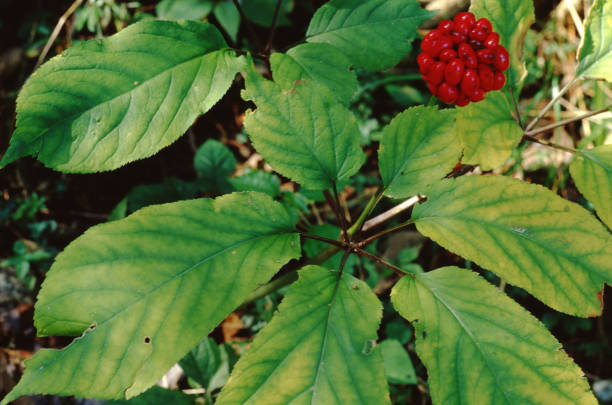 amerikanischer ginseng (panax quinquefolius) - ginseng stock-fotos und bilder