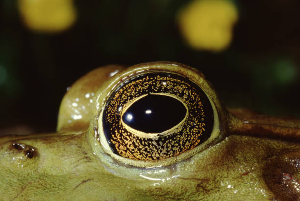 american bullfrog (rana catesbeiana) - american bullfrog amphibian animal bullfrog imagens e fotografias de stock