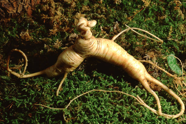 american ginseng (panax quinquefolius) - ginseng root herbal medicine panax imagens e fotografias de stock