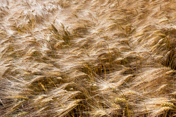 istock farming for growing rye and harvesting cereals 1361618873