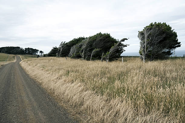Tree bent but not broken by the wind, Bruce Bay, West Coast, south island, Aotearoa / New Zealand.