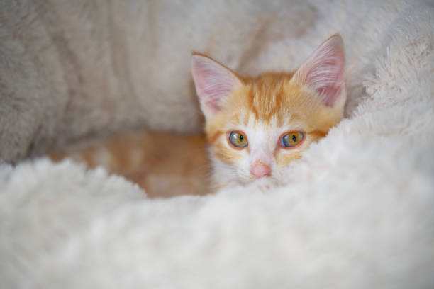 istock Ginger kitten relaxing on white blanket 1361628858