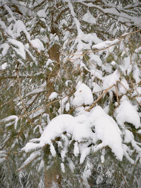 istock Snowy winter wonderland 1361628931