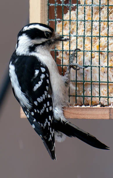istock Woodpecker feeds at the Suet Feeder 1361629029