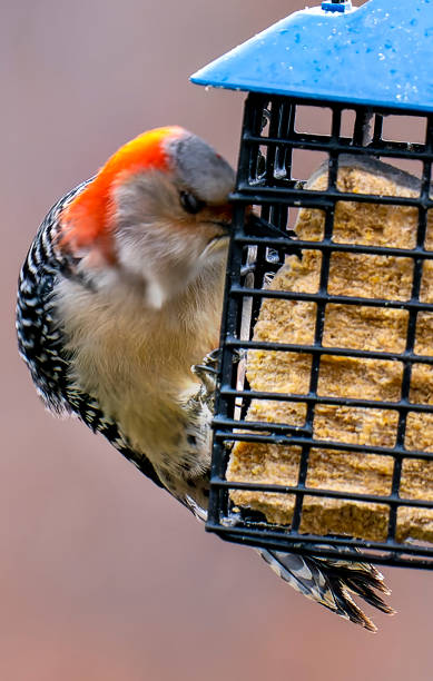 istock Woodpecker feeds at the Suet Feeder 1361629042