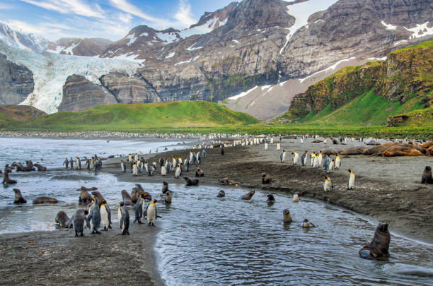 istock Gold Harbour, South Georgia 1361629821