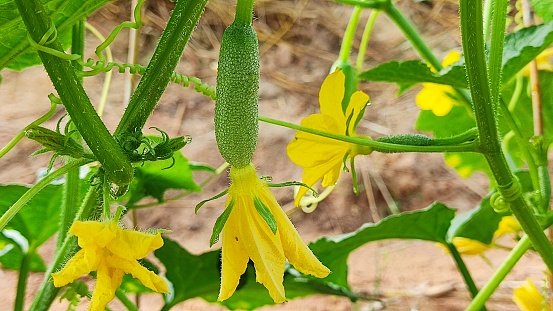 Yellow cucumber flowers, organic, chemical free, grown on a closed farm. good variety of cucumbers, yielding in the field of agriculture, background image