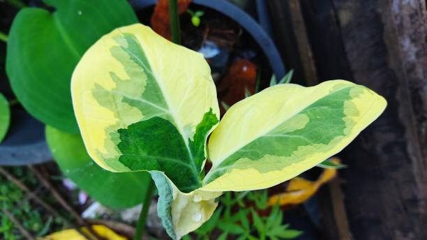 istock Spotted foliage plants are very popular, 1361630659
