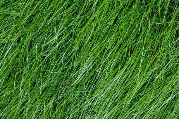 istock Green grass on the lawn. Lawn grass grows. Grass color 1361630952