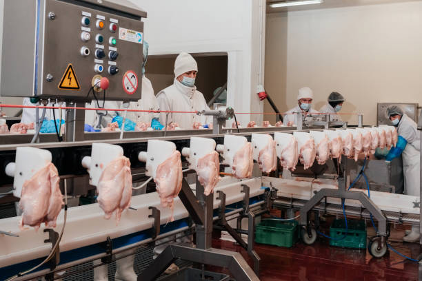 istock Meat processing plant.Industrial equipment at a meat factory.Modern poultry processing plant.People working at a chicken factory - stock photo.Automated production line in modern food factory. 1361632336