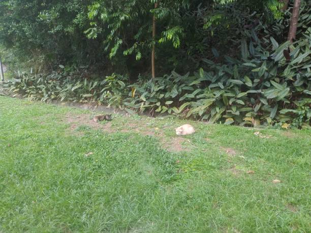 istock Cats sleeping on the grass of Aclimacao park 1361632500