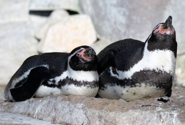 istock Black and white penguins near the water. 1361633499