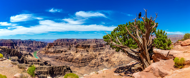 Panorama of Black Raven and Old tree at Grand Canyon West Rim in a sunny day, USA