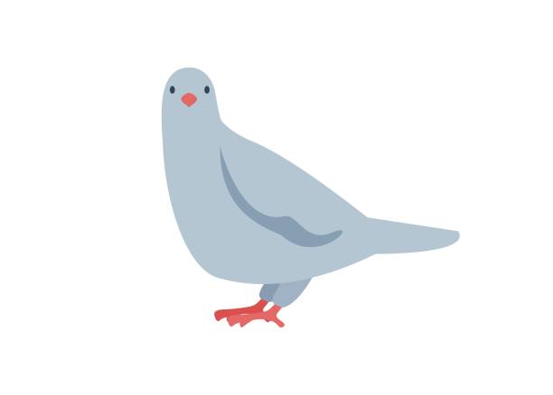 ptak gołębi. prosta płaska ilustracja - gołąb ilustracje stock illustrations