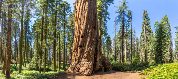 Sequoia National Park in California Panorama of  Giant Sequoia in Sequoia National Park in California, USA sequoia tree stock pictures, royalty-free photos & images