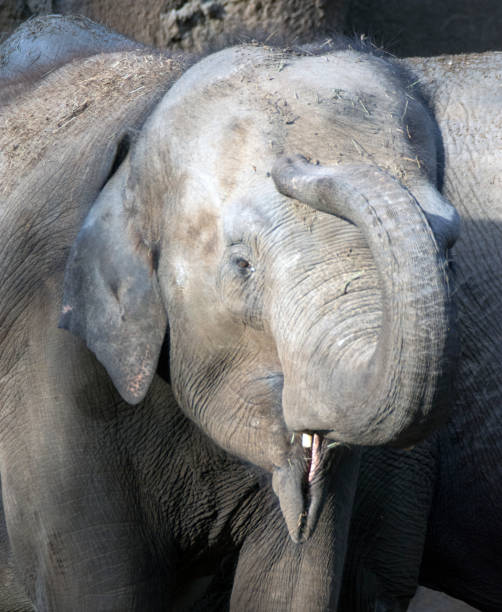 istock Close up of a gray elephant. 1361636811