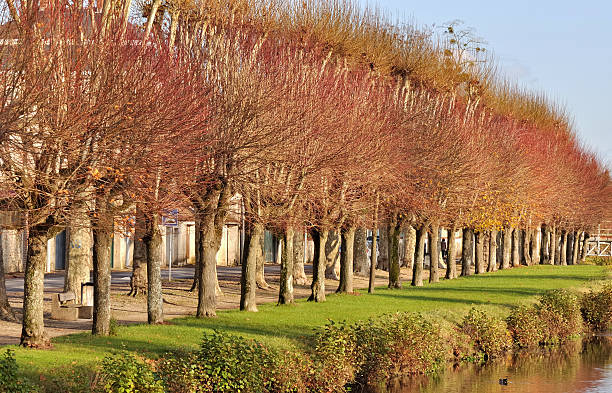 istock branches of plane trees in autumn colors 136163755