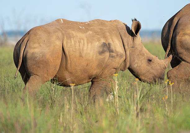 Baby rhino