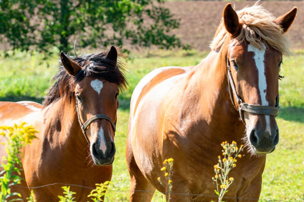 istock Couple of horses 1361640948
