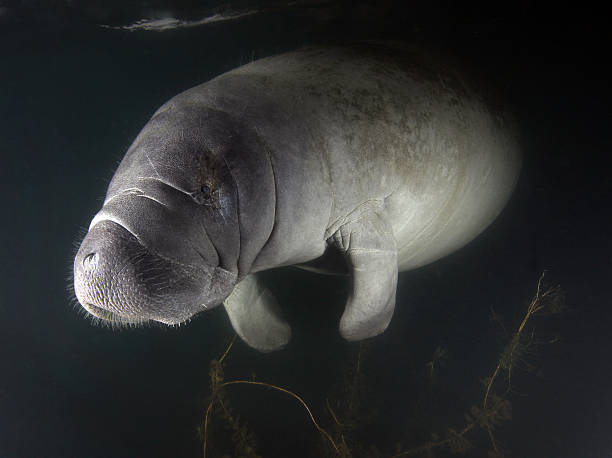 istock Manatee - Out Of The Dark 136164156