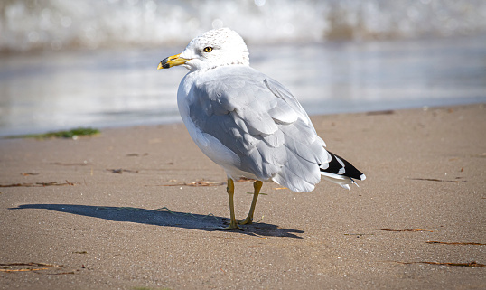 White colored seagull sea bird standing on sand scratching its wing