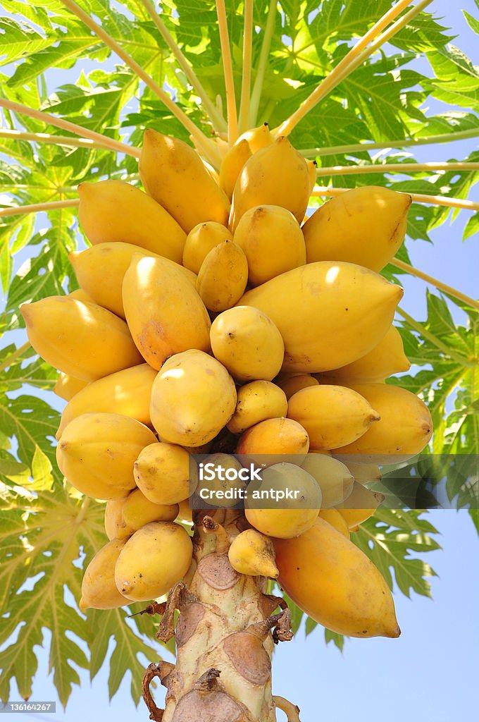 papaya tree yellow papaya on tree Agriculture Stock Photo