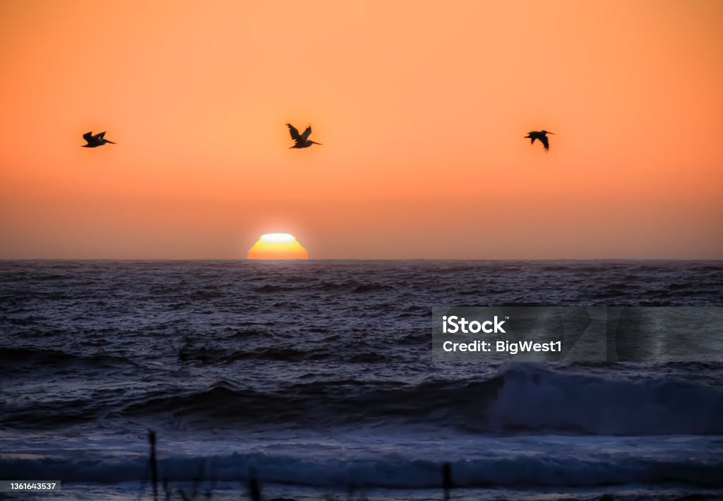 Sunset over the Pacific Ocean Three brown pelicans in sunset shot at Monterey Bay, California, U.S.A. Pelican Stock Photo