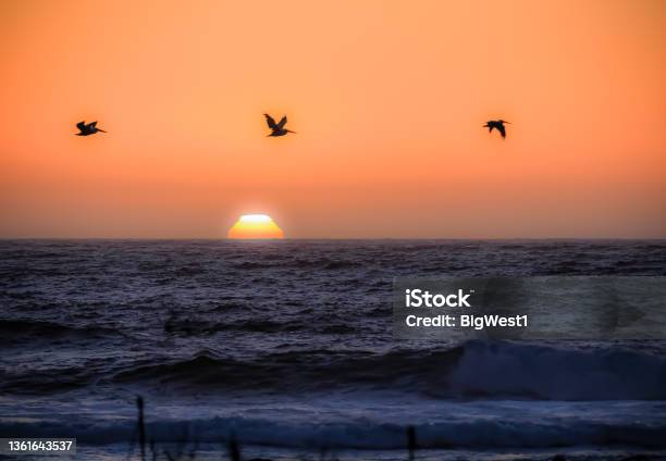 Sunset Over The Pacific Ocean Stock Photo - Download Image Now - Pelican, Flying, Pacific Ocean