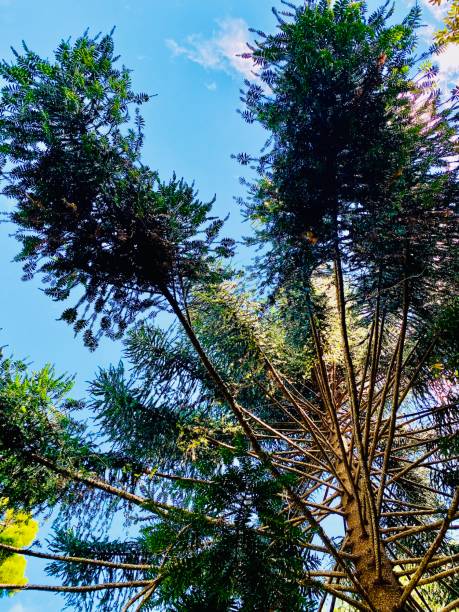 Vertical closeup photo of an Australian native species Bunya Pine growing on the coast of northern NSW near Byron Bay in Spring. First Nations people of Australia ate the bunya nuts both raw and cooked.