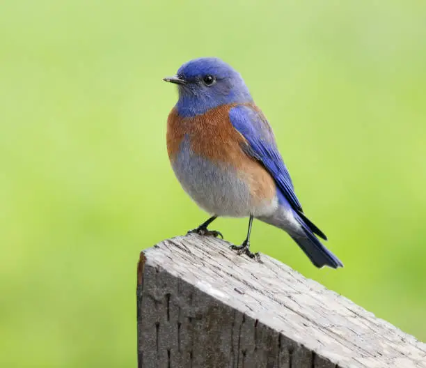 Photo of Western Bluebird Perched on a Fence