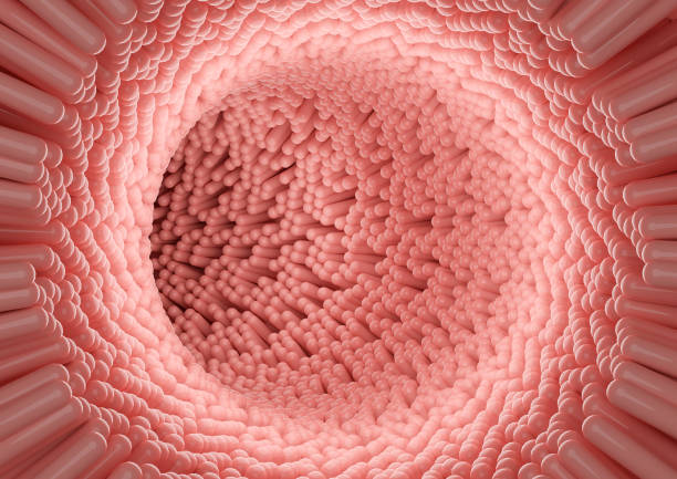 istock Microscopic view of the intestinal villi 1361653470