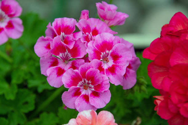 istock Beautiful pink flowers-Howard County, Indiana 1361654553