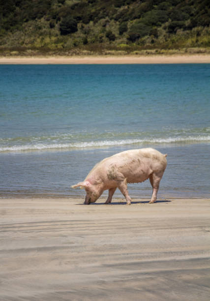 istock Large Pig at the Beach 1361654753