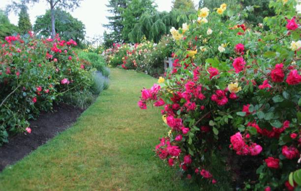 istock Pretty Colourful Roses Blooming In Summer 1361654774