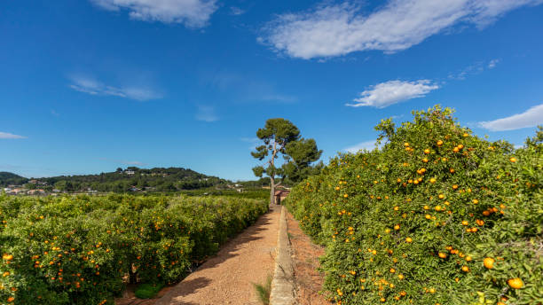 istock Orange cultivation and landscapes in Spain 1361656052