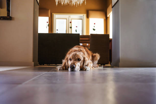 istock Golden retriever laying on floor 1361656148